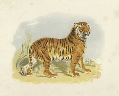 Tigre da English School