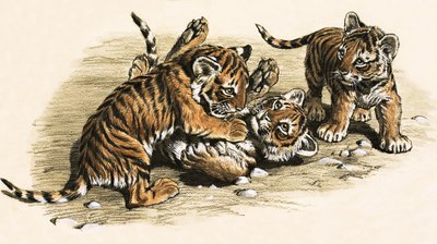 Cuccioli di tigre da English School