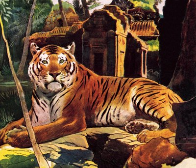 Tigre nelle rovine da English School
