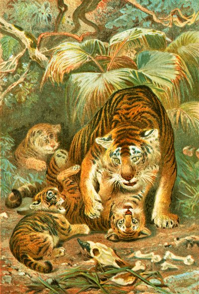 Tigre e cuccioli da English School