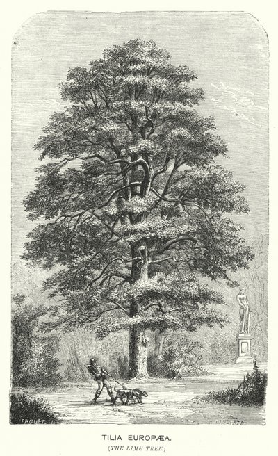 Tilia Europaea, Il Tiglio (incisione) da English School