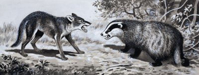 Dente e Artiglio: Animali in Combattimento da English School