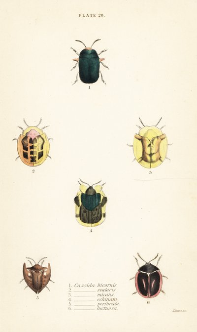 Scarabei tartaruga: Omocerus bicornis, Cassida scalaris, Cassida micans, Cassida echinata, Cassida perforata, Cassida luctuosa da English School