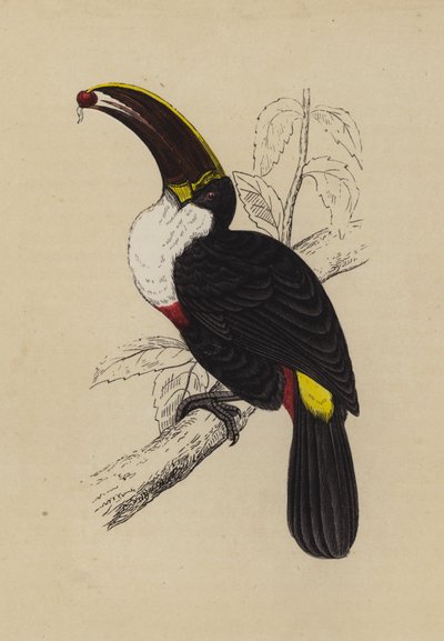 Tucano da English School