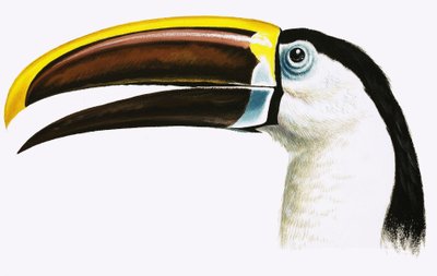 Tucano da English School