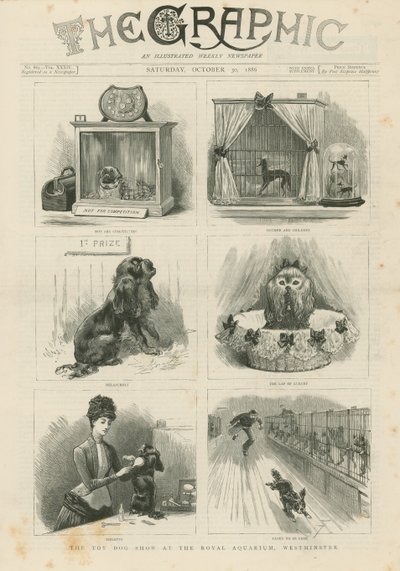 Mostra di cani giocattolo al Royal Aquarium da English School
