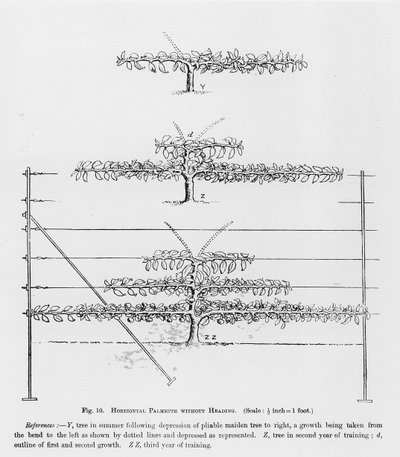 Addestramento di giovani alberi da frutto, da La Guida del Coltivatore di Frutta di John Wright, pubblicato c.1897-1905 da English School