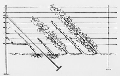 Addestramento di giovani alberi, da La Guida del Coltivatore di Frutta di John Wright, pubblicato c.1897-1905 da English School