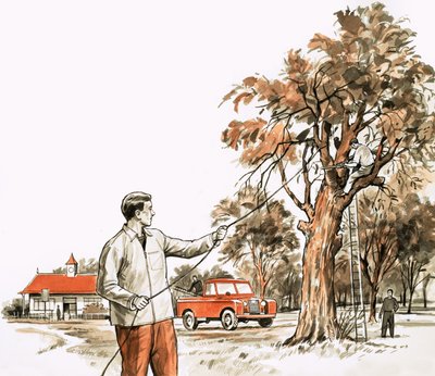 Chirurgo degli alberi da English School