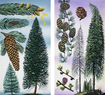 Alberi: Abete di Douglas e Pino Scozzese da English School