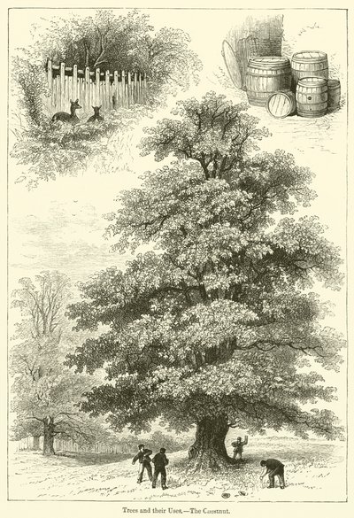Alberi e i loro usi, il castagno da English School
