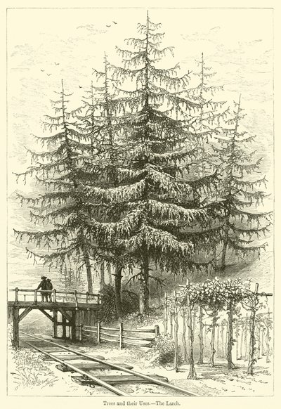 Alberi e i loro usi, il larice da English School