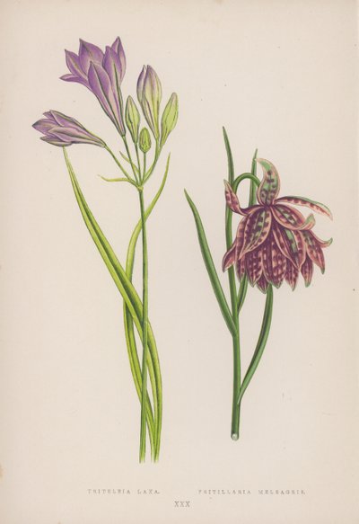 Triteleia Laxa; Fritillaria Meleagris (litografia a colori) da English School