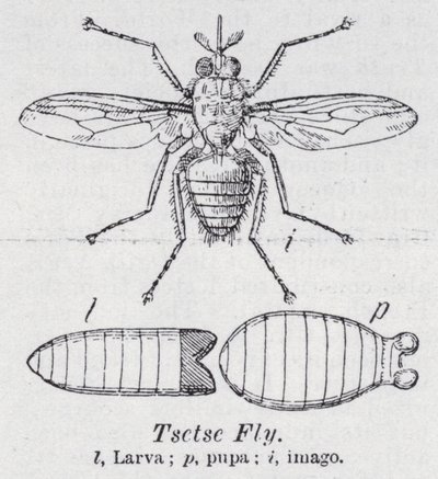 Mosca tsetse da English School