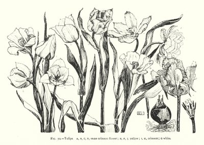 Tulipani; stesso fiore cremisi; giallo; cremisi; bianco da English School