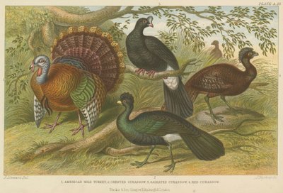 Tacchini e curassow (incisione a colori) da English School