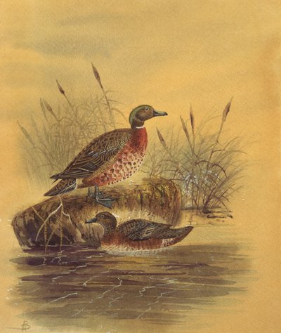 Due Anatre su una Riva Canneggiata, c.1890 da English School