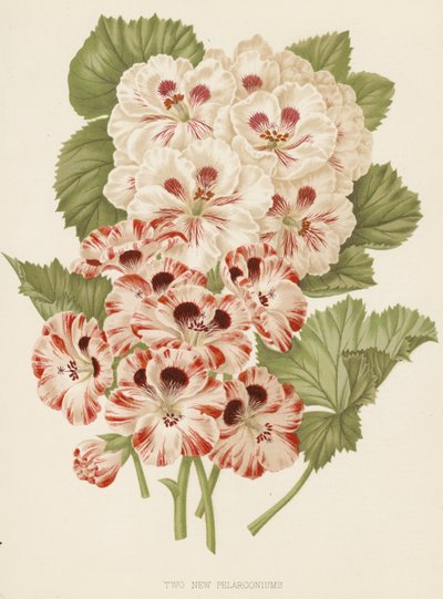 Due nuovi pelargoni (litografia a colori) da English School