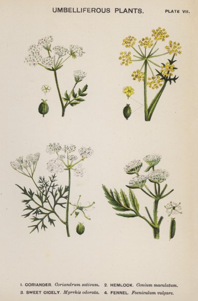 Piante Ombrellifere (litografia a colori) da English School