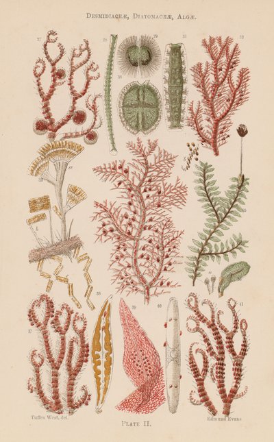 Al microscopio: Desmidiaceae, Diatomaceae, Alghe da English School