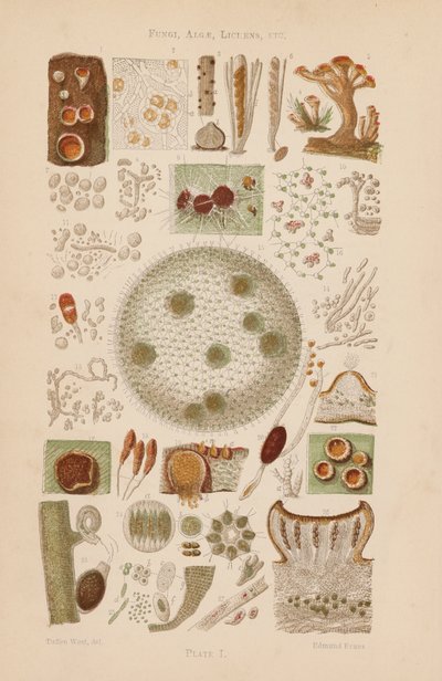 Sotto il microscopio: Funghi, Alghe, Licheni, ecc. da English School