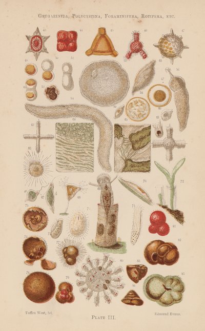 Sotto il microscopio: Gregarinida, Polycystina, Foraminifera, Rotifera, ecc da English School