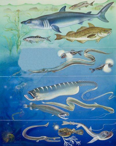 Montaggio di creature subacquee (gouache su carta) da English School