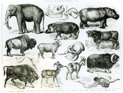 Ungulati o animali ungulati da English School