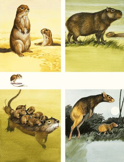 Montaggio di animali non identificati tra cui il nutria da English School