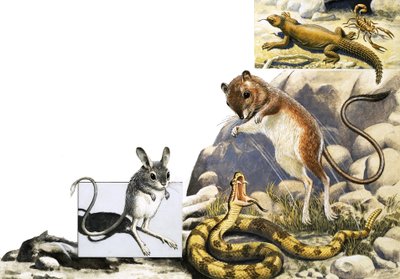 Montaggio di animali non identificati con gerboa, serpente e scorpione da English School