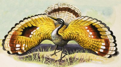 Uccello non identificato da English School