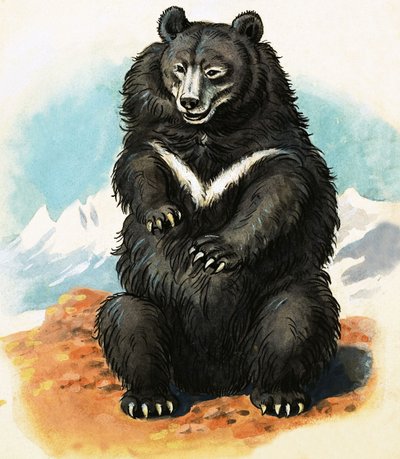 Razza di orso non identificata da English School