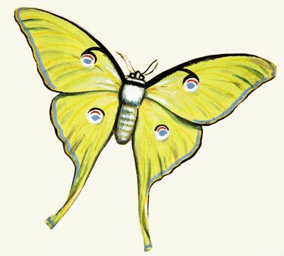 Farfalla non identificata da English School