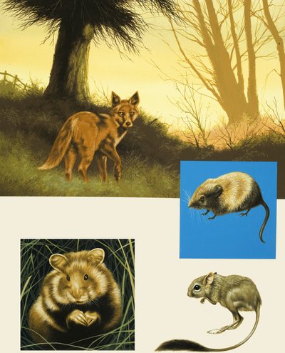 Montaggio di animali di campagna non identificati, incluso una volpe da English School