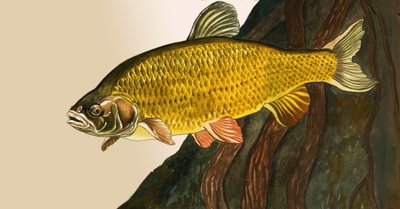 Pesce non identificato da English School