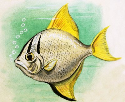 Pesce non identificato da English School