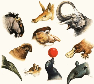 Montaggio non identificato di nasi di animali da English School