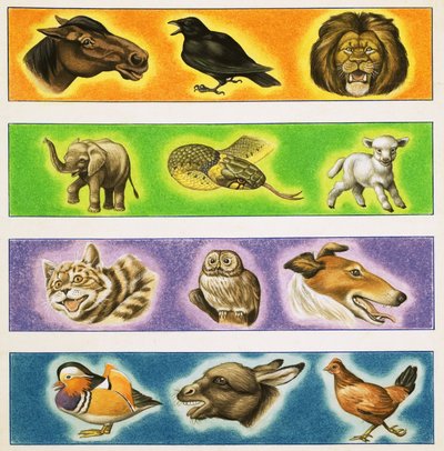 Montaggio non identificato di animali da English School