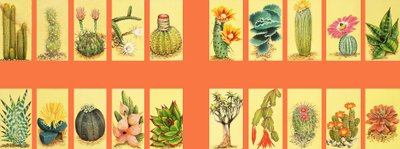 Montaggio non identificato di cactus da English School