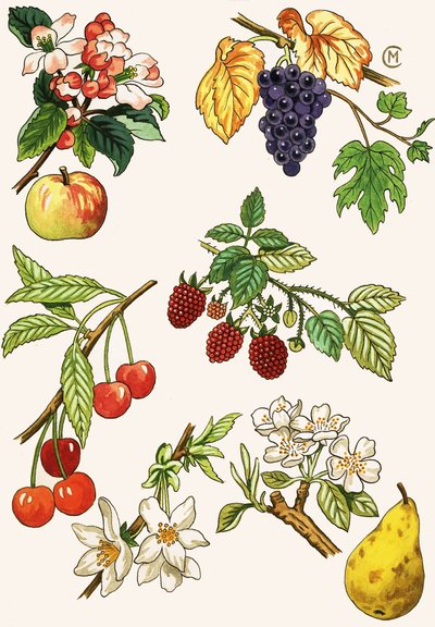 Montaggio non identificato di frutta e bacche da English School