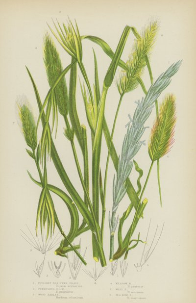 Erba di Lyme Eretto, Erba di Lyme Pendula, Orzo del Bosco, Orzo del Prato, Orzo del Muro, Orzo del Mare da English School