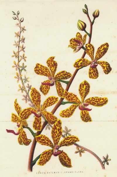 Vanda Batemanii Grandiflora da English School