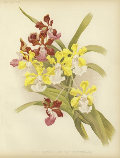 Vanda insignis e var scroederiana da English School