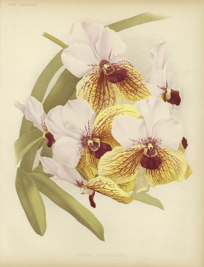Vanda sanderiana da English School