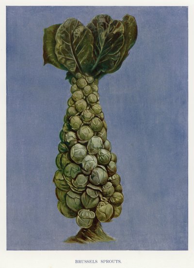 Guida del Coltivatore di Ortaggi: Cavoletti di Bruxelles (litografia a colori) da English School
