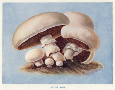 Guida del Coltivatore di Verdure: Funghi da English School