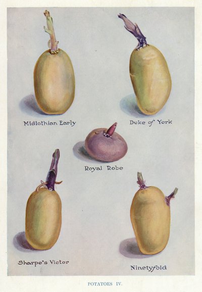 Guida del coltivatore di ortaggi: Patate (litografia a colori) da English School
