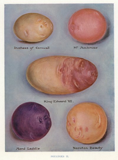 Guida del coltivatore di ortaggi: Patate (litografia a colori) da English School