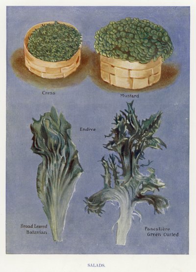 Guida del Coltivatore di Verdure: Insalate da English School
