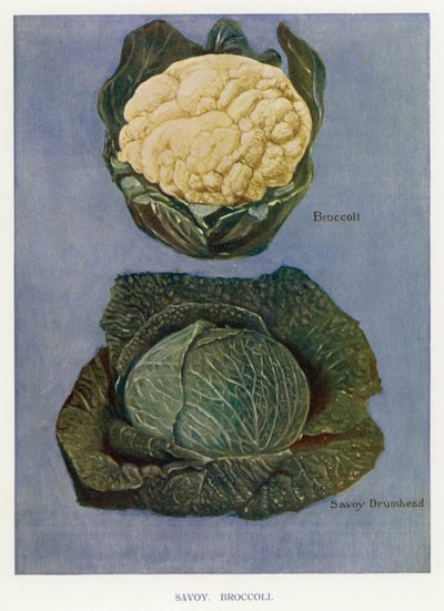 Guida del coltivatore di ortaggi: Cavolo verza, Broccoli da English School
